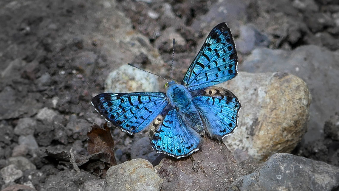 Mariposa